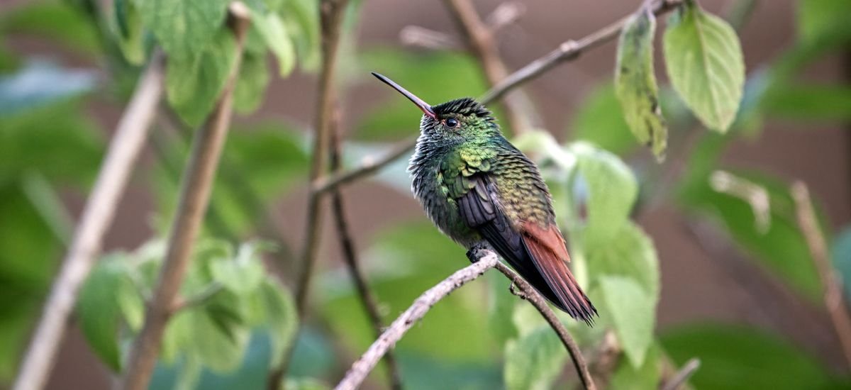 Nature Douce, Café et Jardins — Escapade d'une Journée