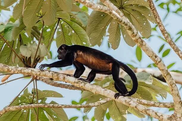Côté Caraïbes 8 Jours - 2
