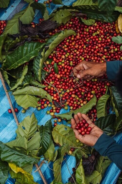 Experiencia en Plantación de Café
