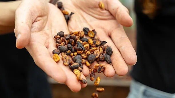 Coffee Plantation Half-Day