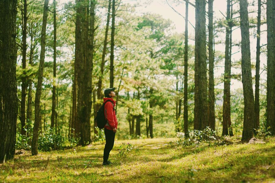 Terapia de Bosque y Caminata