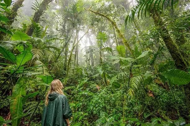 Terapia de Bosque y Caminata - 1