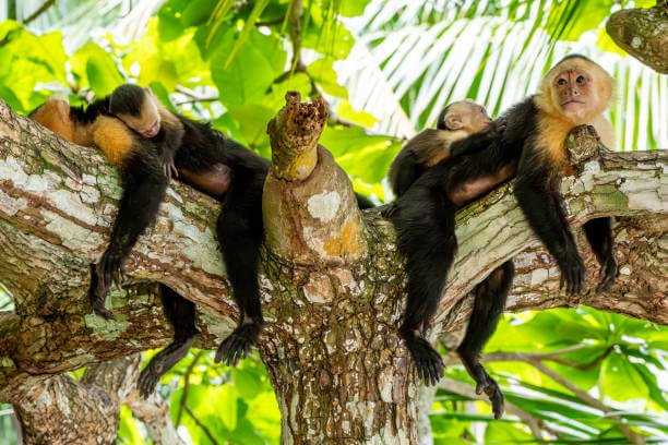 Parc National Manuel Antonio - 1