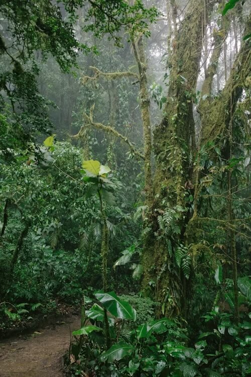 Bosque Nuboso de Monteverde - 3