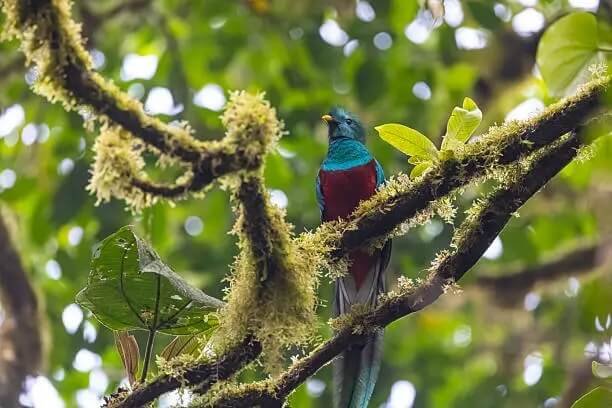 Bosque Nuboso de Monteverde