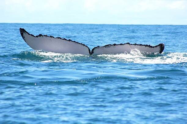 Avistamiento de Ballenas en Uvita