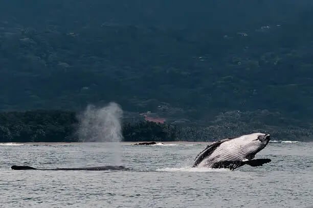 Observation des Baleines Uvita - 2