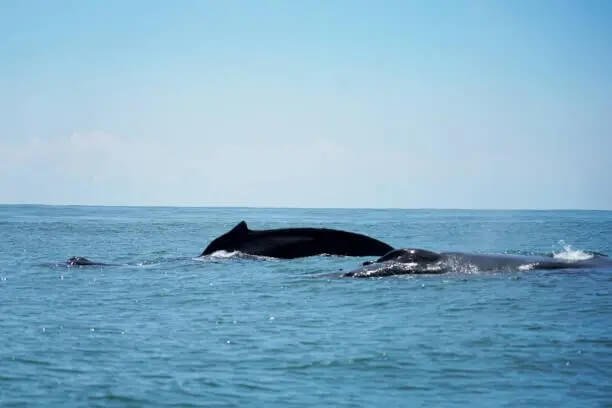 Observation des Baleines Uvita