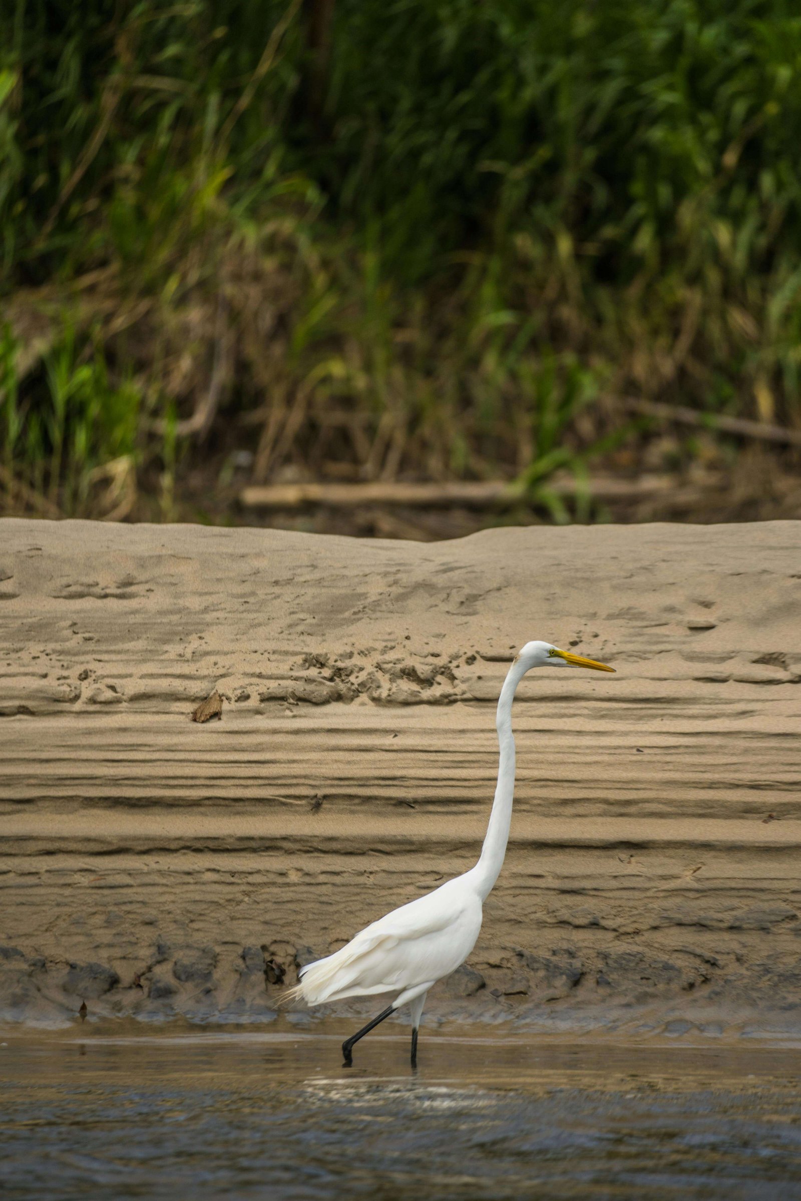 Amoureux Faune 15 Jours - 3